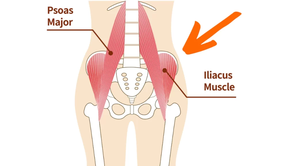 This muscle group includes the psoas major, iliacus, rectus femoris, and biceps femoris.